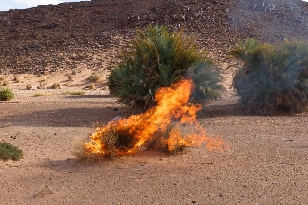have-you-seen-a-burning-bush-lately-catechist-magazine