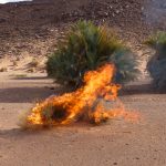 Have You Seen a Burning Bush Lately?