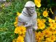Celebrating Saints: Francis of Assisi—October 4